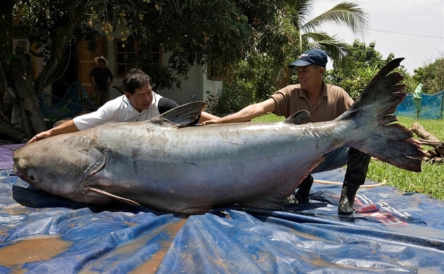 PHÂN BIỆT CÁ TRA DẦU VÀ CÁ BASA